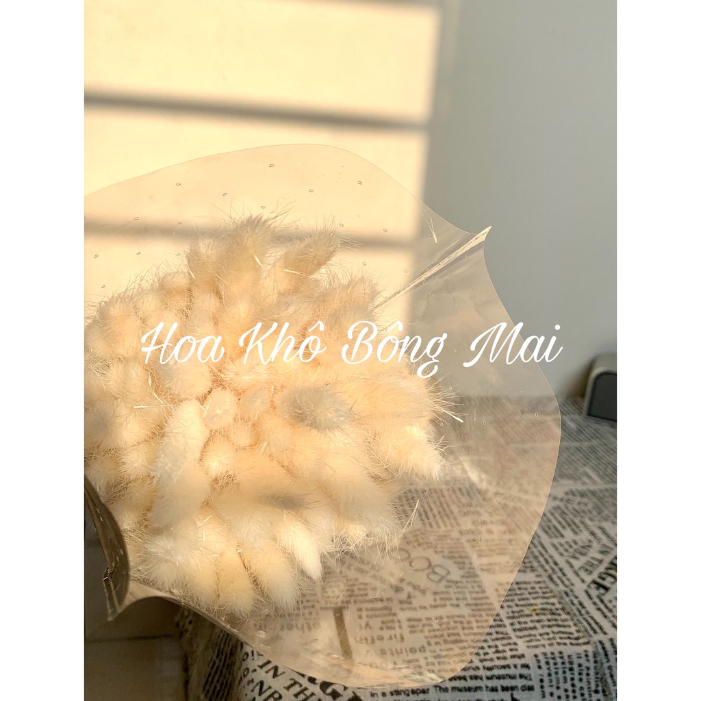 Hoa khô CỎ ĐUÔI THỎ Lagurus Bunny Tails màu trắng decor phong cách vintage