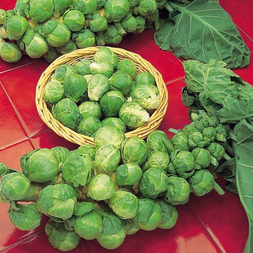 Hạt giống bắp cải tí hon dễ trồng vị ngọt mát gói