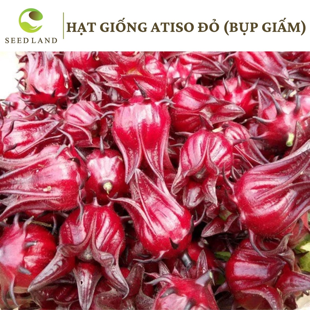 Hạt giống Atiso đỏ - 20 hạt, hoa bụp giấm Seed Land