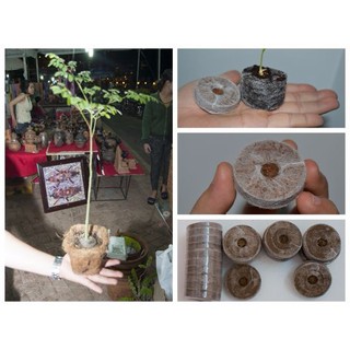 Viên nén ươm hạt xơ dừa (10 viên)