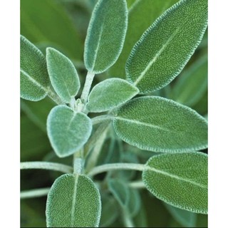 Hạt Giống Xô Thơm Sage