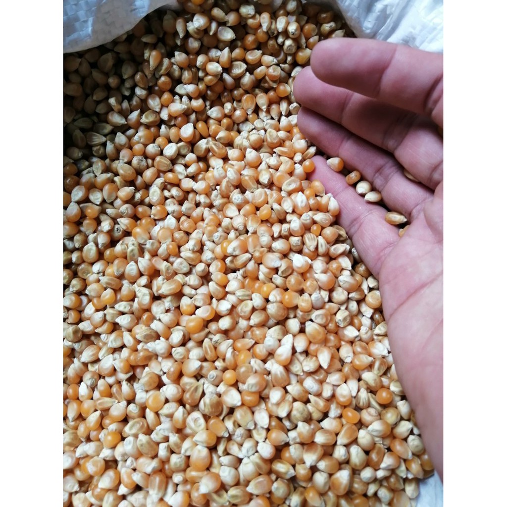 BẮP MỸ  NGÔ NỔ - BẮP RANG BƠ 1KG | BigBuy360 - bigbuy360.vn