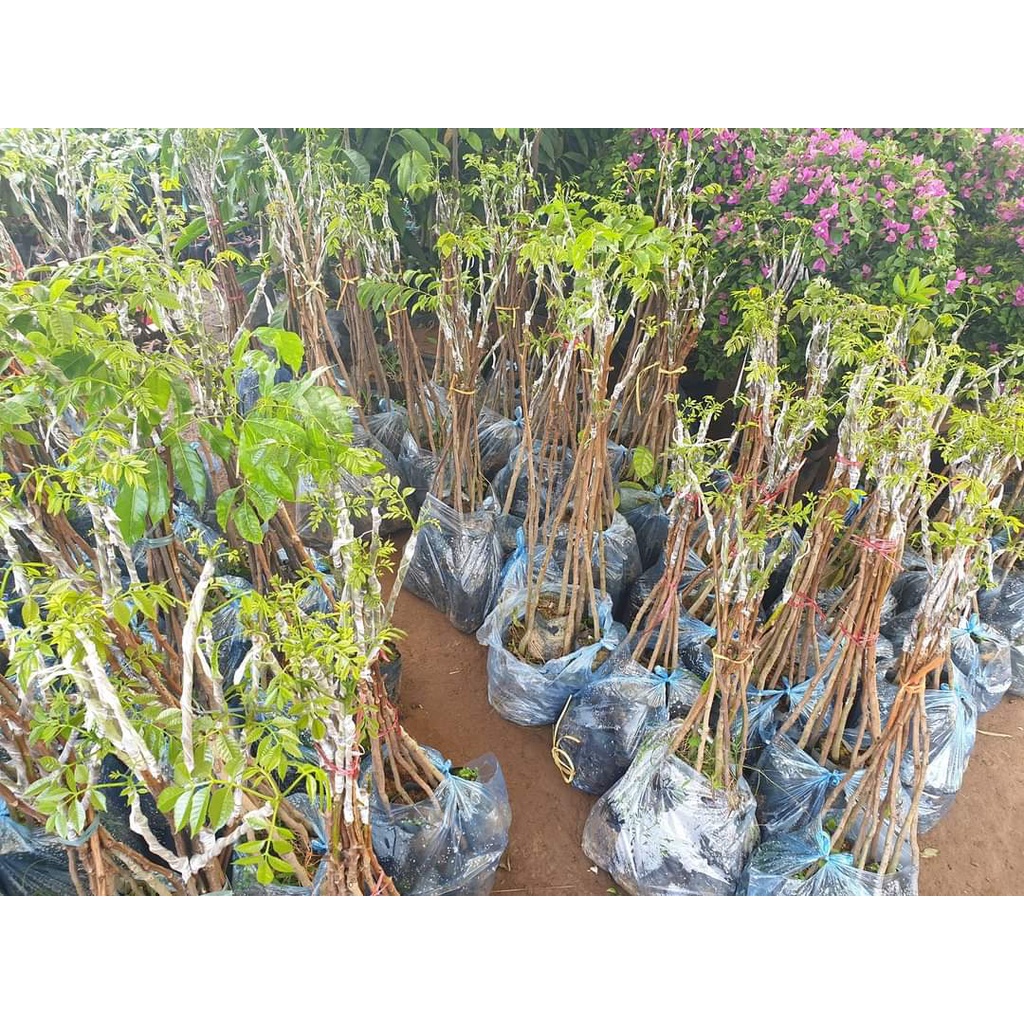 GIỐNG CÂY TRÁM ĐEN GHÉP CHO TRÁI SIÊU SỚM