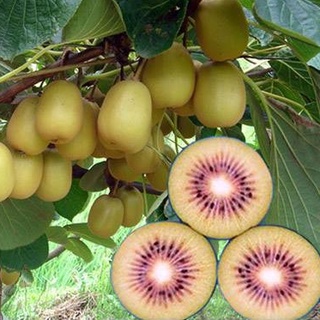 Hạt giống cây ăn trái kiwi siêu trái dể trồng-gói 30 hạt