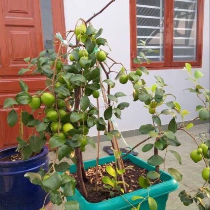 Cây giống Táo Thái Xanh chùm🍃♥️siêu trái🍃♥️Trồng sân thượng ban công🍃♥️Cây ghép chui cành