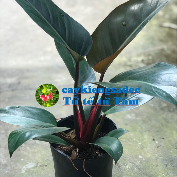 caykiengsadec trầu bà đế vương nâu+ tặng phân bón - trang trí nội thất cảnh quan sân vườn ngoài trời-hoa kiểng lá