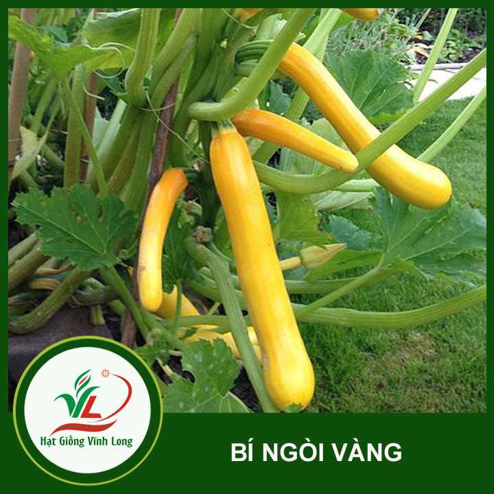 Hạt giống Bí ngòi vàng - 1g