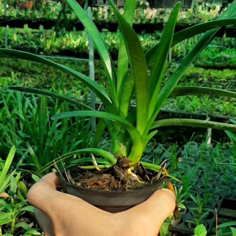 HOA LAN KIẾM CHẬU TO GỬI CÂY NHƯ ẢNH 2