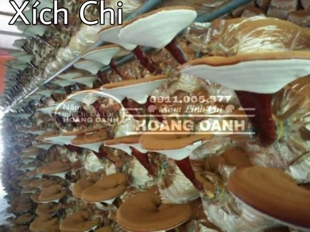 Nấm Linh Chi Nguyên bào tử nhà trồng 500g - Thái Lát - Nguyên tai | BigBuy360 - bigbuy360.vn