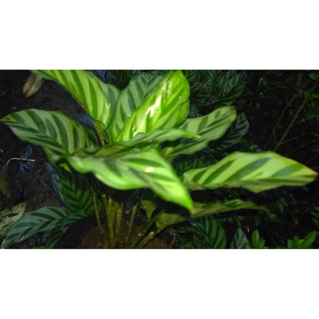 Cây đuôi công sọc xanh CALATHEA CONCINNA