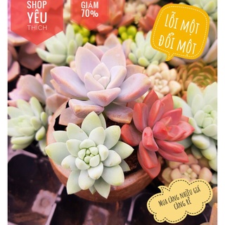 Sen đá một chậu mix 3 cây ngẫu nhiên lỗi 1 đổi 1