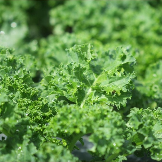 Bột cải xoăn kale sấy lạnh nguyên chất Dalahouse 60gr - Đạt tiêu chuẩn Châu Âu