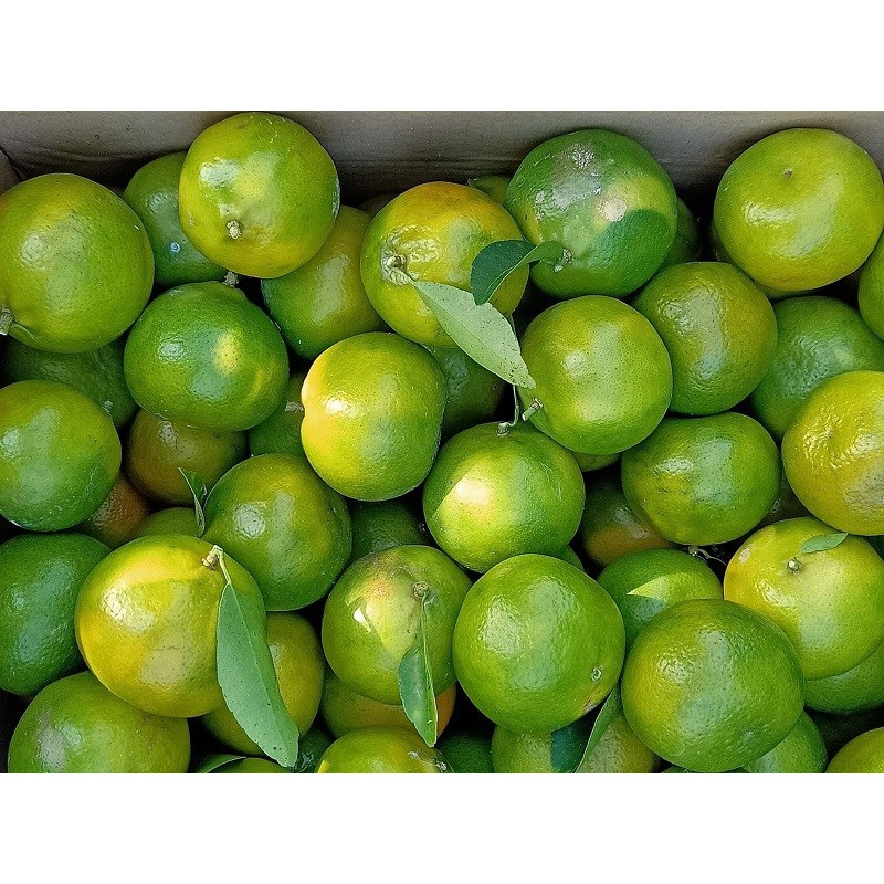 Cây giống Quýt Đường Da Xanh siêu sớm.