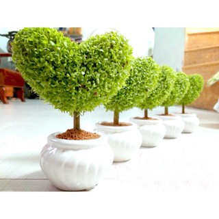 Cây cảnh Cây may mắn trái tim