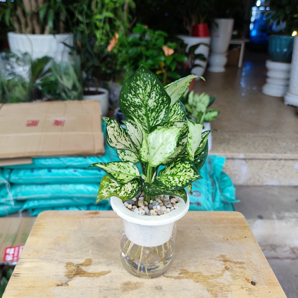 Cây ngọc ngân thủy sinh kèm chậu thủy tinh cao cấp cao 25-30cm cây nội thất phong thủy