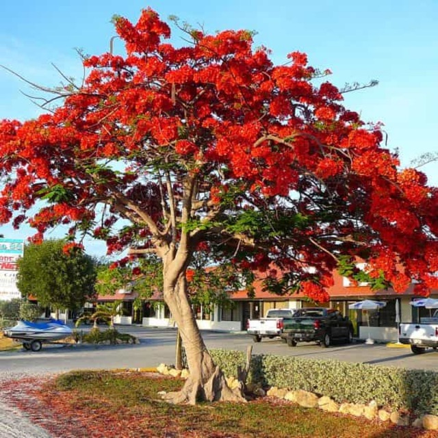Cây hoa Phượng màu đỏ
