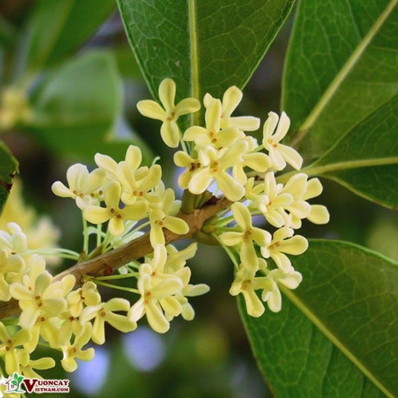 CÂY HOA MỘC HƯƠNG TA HOA VÀNG CAO 80-95CM