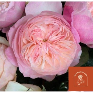 Hoa hồng ngoại Constance Rose bụi Cắt Cành siêu Hot-HoaTuoiMeLinh