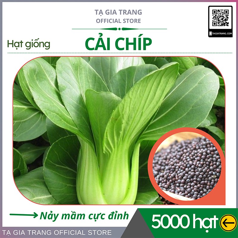 [Top Bán Chạy] - Gói 5000 Hạt giống rau cải chíp (cải thìa - cải chít) - Học làm vườn cùng Tạ Gia Trang