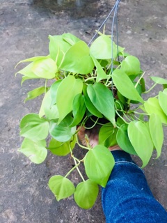 TRẦU BÀ TIM VÀNG GÁO DỪA