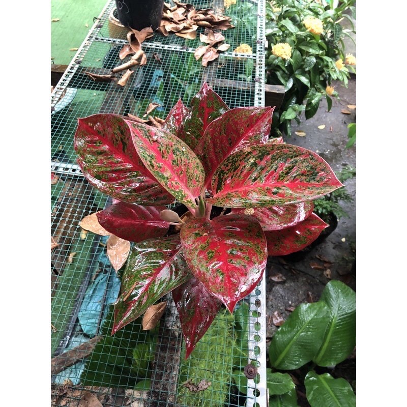 Cây như ý phong thủy