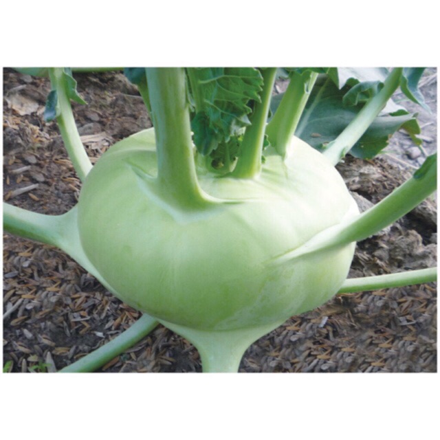 Hạt giống củ Su hào còn được gọi là xu hào, Phiết làn, Giới lan, Giá liên. Tên khoa học: Brassica caulorapa (dễ trồng)