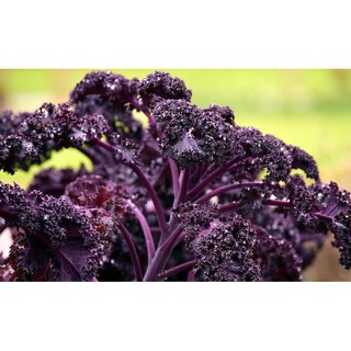 Hạt Giống Kale Tím Mỹ 150 hạt