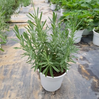 LAVENDER - CÂY OẢI HƯƠNG BỤI ĐẸP DỄ TRỒNG