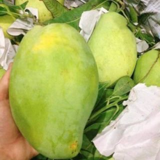 Chậu cây xoài tứ quý