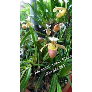 HÀI COOCI RỪNG NGHỆ AN