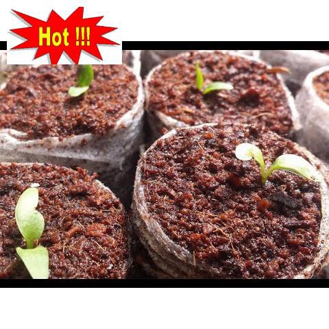 Gói 100 Hạt Giống Hoa Đồng Tiền Kép Lùn - Mix (Gerbera)