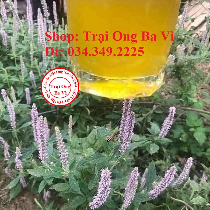 Mật Ong Tự Nhiên Hoa Bạc Hà Đặc Sản Chỉ Có Tại Cao Nguyên Đá Hà Giang