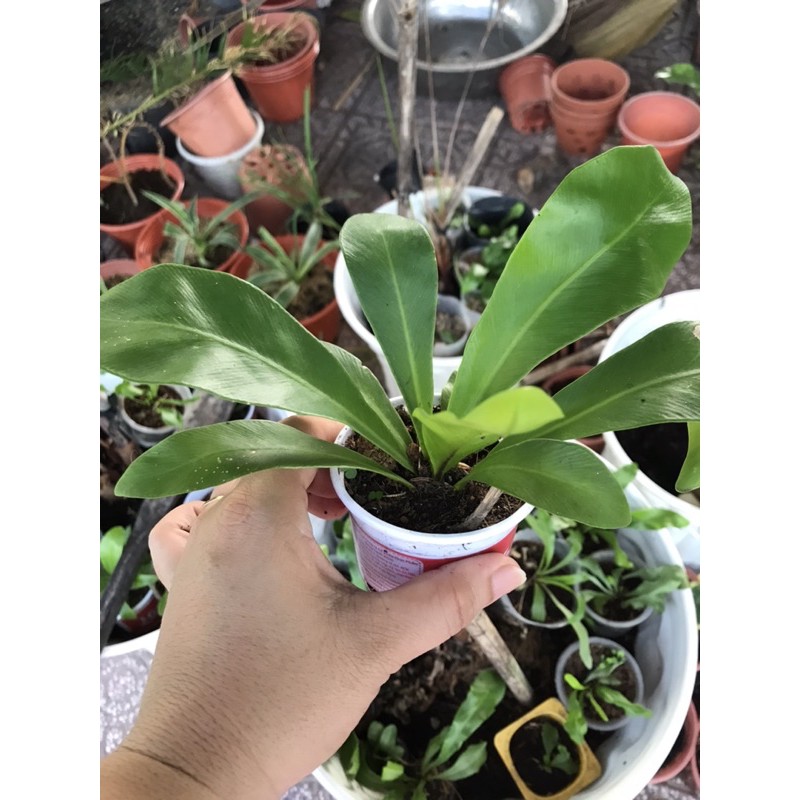 Cây tổ quạ cây giống mini
