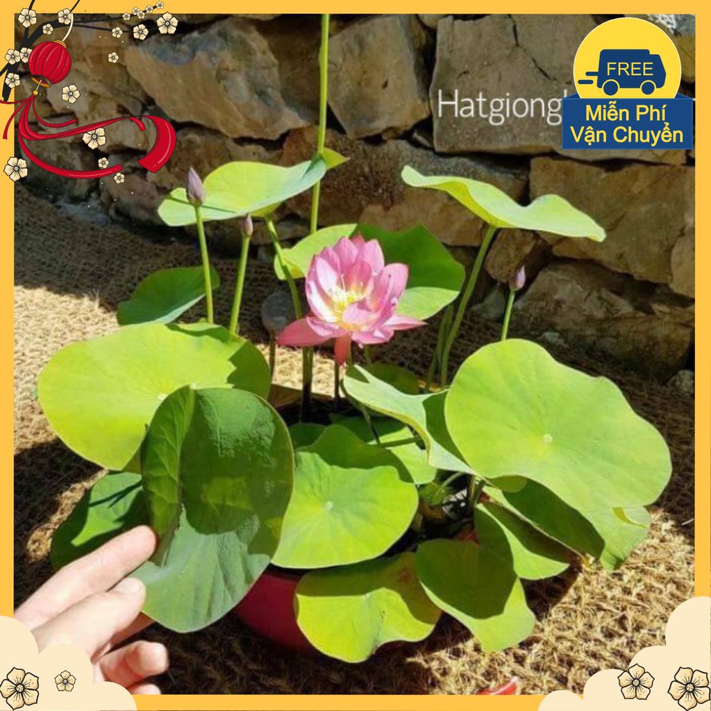 Hạt Giống Hoa Sen Nhật Mini