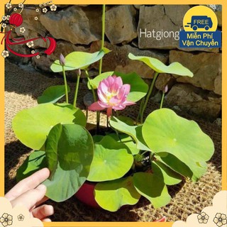 Hạt Giống Hoa Sen Nhật Mini