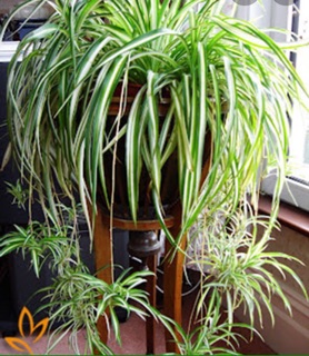 10 cây giống lan chi / dây nhện