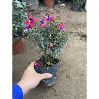 Cây hoa lồng đèn sẵn hoa