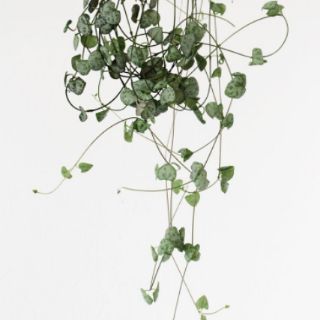 Tim Tím - String of hearts