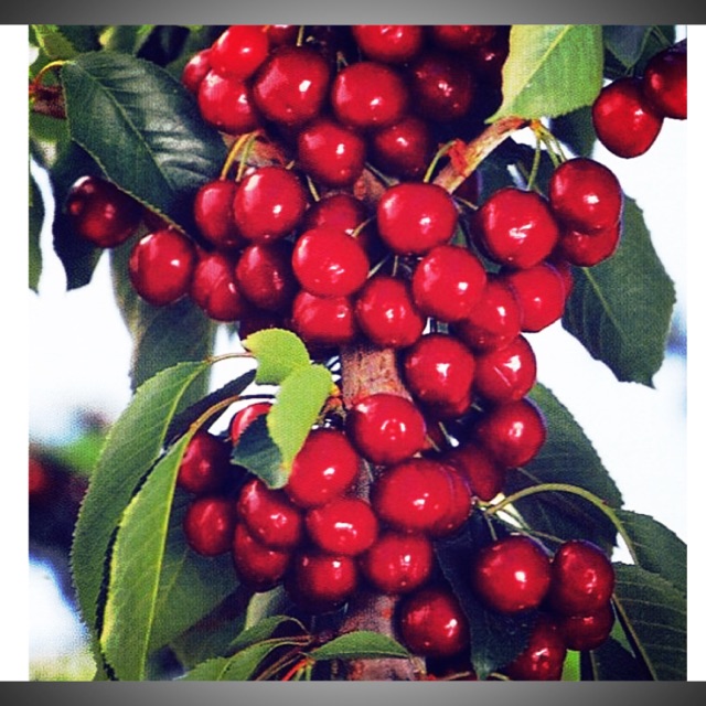 Cây cherry giống