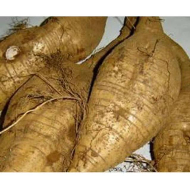 Combo 3 kg bột Sắn dây nguyên chất bao test