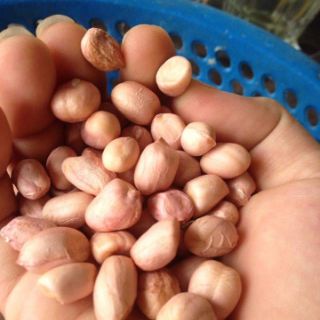Dầu Lạc (đậu phộng) Hà Tĩnh.