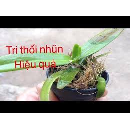 SIÊU T RỊ THỐI NHŨN CHO CÂY TRỒNG, HOA LAN, HOA HỒNG