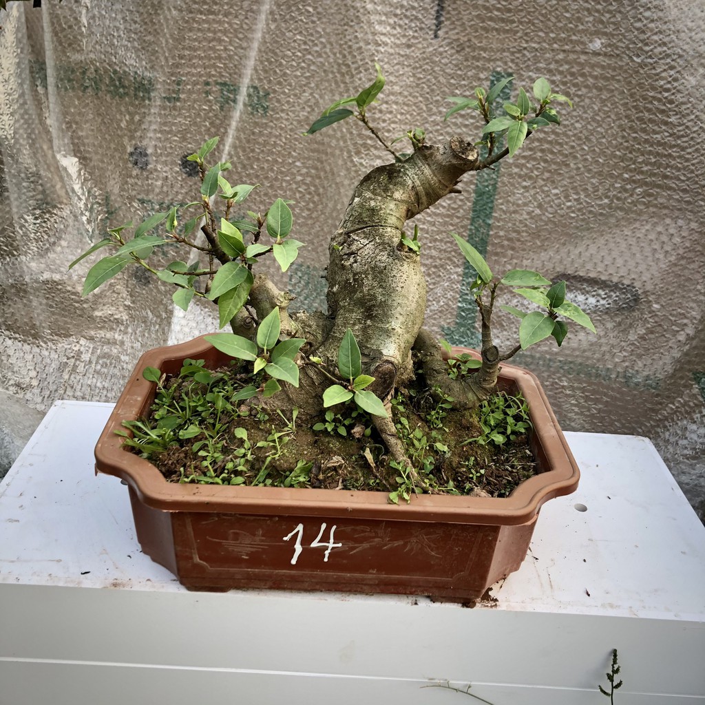 Cây sung bonsai ảnh thật đánh số 13-25