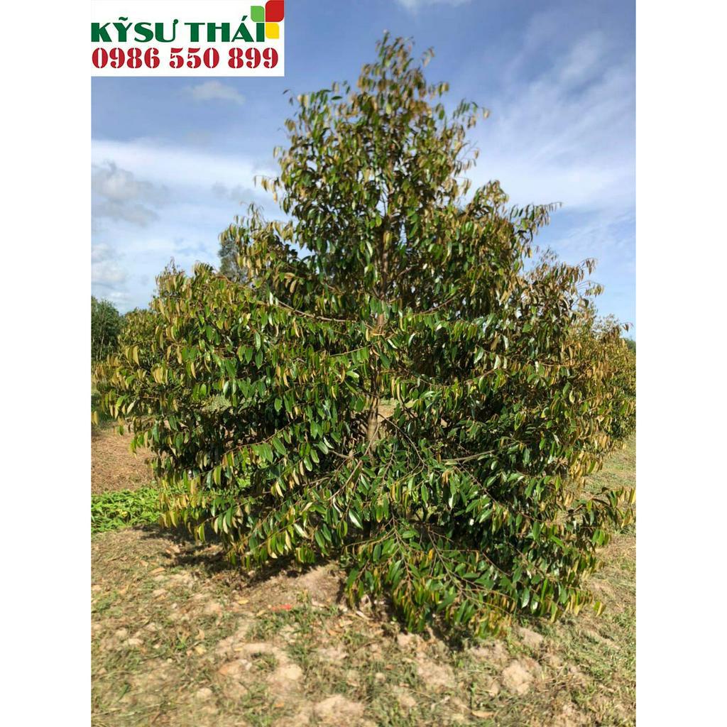 Amino Nhập Khẩu Mỹ Bio 12-6-6 Can 1 Lít Dùng Cho Ra Đọt Phục Hồi Cây Ăn Trái Hoa Lan Cây Kiểng | Kỹ Sư Thái 0986 550 899