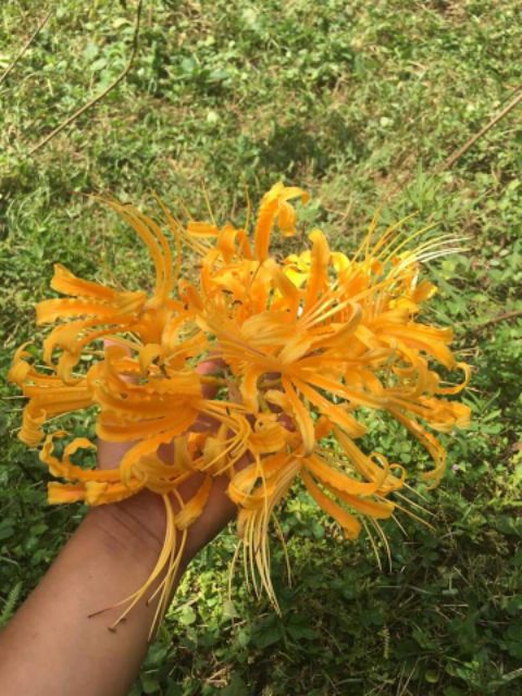 1 củ hoa bỉ ngạn màu hồng siêu đẹp