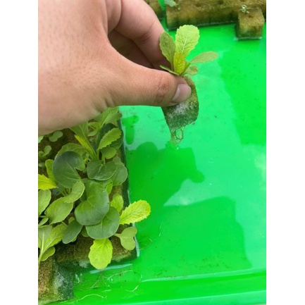 Bộ 10 Tấm Mút Ươm Hạt Giống Trồng Rau Thủy Canh 110 Viên