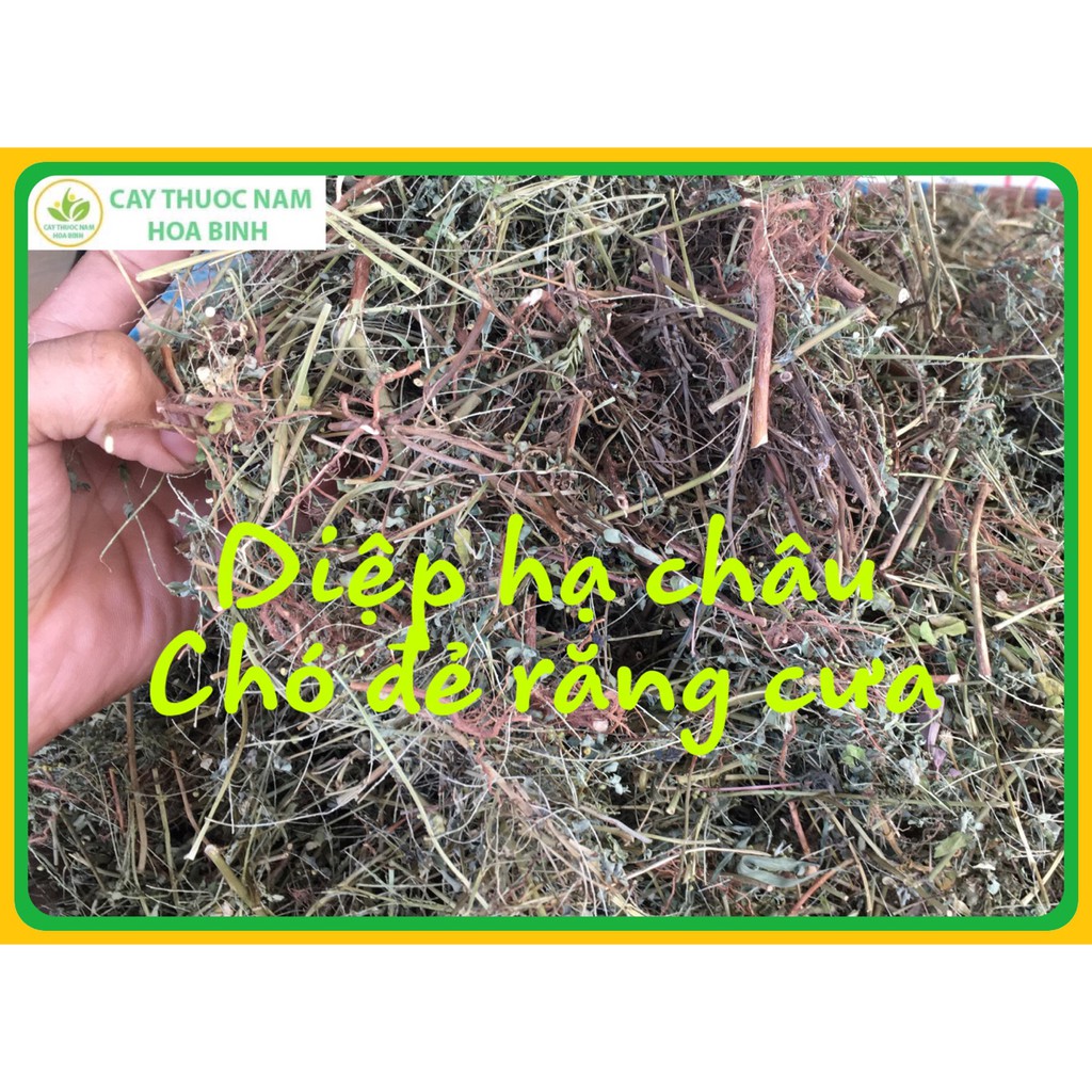 500g diệp hạ châu/chó đẻ răng cưa (khô, sạch, đẹp)