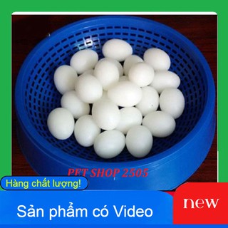 Combo 15 quả trứng giả cho chim bồ câu