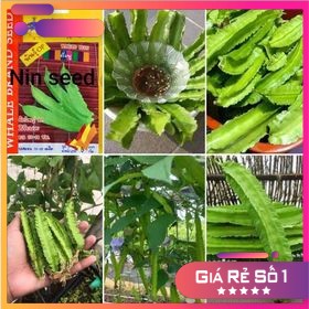 HẠT GIỐNG ĐẬU RỒNG XANH CHIA TAI - HGNK