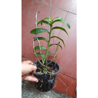 trầm rồng đỏ